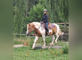 Weitere Ponys/Kleinpferde, Wallach, 3 Jahre, 150 cm, Schecke
