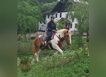 Weitere Ponys/Kleinpferde, Wallach, 3 Jahre, 150 cm, Schecke