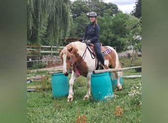 Weitere Ponys/Kleinpferde, Wallach, 3 Jahre, 150 cm, Schecke