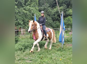 Weitere Ponys/Kleinpferde, Wallach, 3 Jahre, 150 cm, Schecke