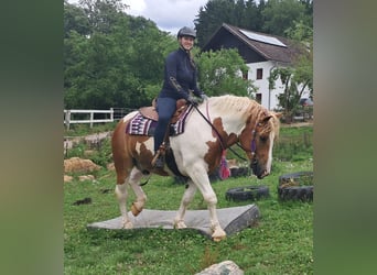 Weitere Ponys/Kleinpferde, Wallach, 3 Jahre, 150 cm, Schecke