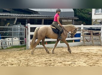 Weitere Ponys/Kleinpferde, Wallach, 3 Jahre, 155 cm, Palomino