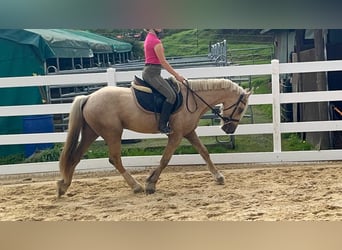 Weitere Ponys/Kleinpferde, Wallach, 3 Jahre, 155 cm, Palomino