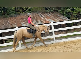 Weitere Ponys/Kleinpferde, Wallach, 3 Jahre, 155 cm, Palomino