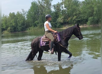 Weitere Ponys/Kleinpferde, Wallach, 3 Jahre, 156 cm, Rappe