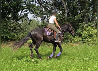 Weitere Ponys/Kleinpferde, Wallach, 3 Jahre, 156 cm, Rappe