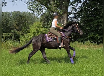 Weitere Ponys/Kleinpferde, Wallach, 3 Jahre, 156 cm, Rappe
