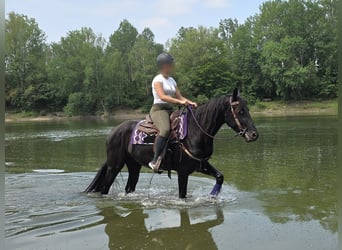 Weitere Ponys/Kleinpferde, Wallach, 3 Jahre, 156 cm, Rappe
