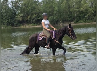Weitere Ponys/Kleinpferde, Wallach, 3 Jahre, 156 cm, Rappe