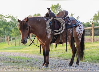 Weitere Ponys/Kleinpferde, Wallach, 3 Jahre, 86 cm