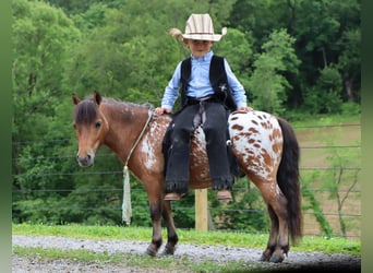 Weitere Ponys/Kleinpferde, Wallach, 3 Jahre, 86 cm