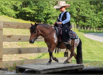 Weitere Ponys/Kleinpferde, Wallach, 3 Jahre, 86 cm