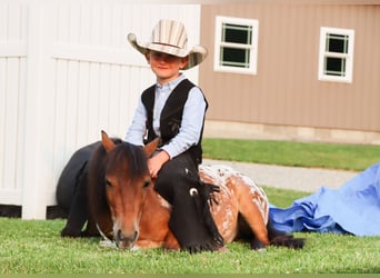Weitere Ponys/Kleinpferde, Wallach, 3 Jahre, 86 cm