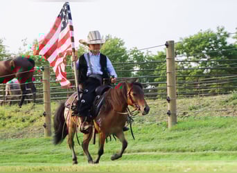 Weitere Ponys/Kleinpferde, Wallach, 3 Jahre, 86 cm