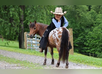 Weitere Ponys/Kleinpferde, Wallach, 3 Jahre, 86 cm