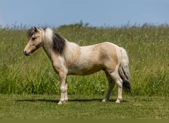 Weitere Ponys/Kleinpferde, Wallach, 3 Jahre, 89 cm, Schecke
