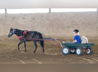 Weitere Ponys/Kleinpferde, Wallach, 3 Jahre, 91 cm, Rotbrauner