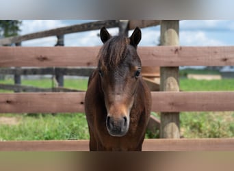 Weitere Ponys/Kleinpferde, Wallach, 3 Jahre, 91 cm, Rotbrauner