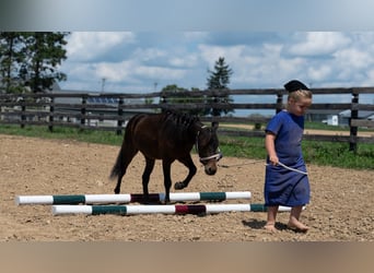 Weitere Ponys/Kleinpferde, Wallach, 3 Jahre, 91 cm, Rotbrauner