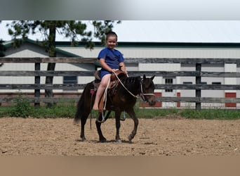 Weitere Ponys/Kleinpferde, Wallach, 3 Jahre, 91 cm, Rotbrauner