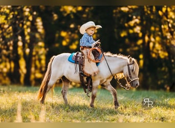 Weitere Ponys/Kleinpferde, Wallach, 4 Jahre, 102 cm, Falbe