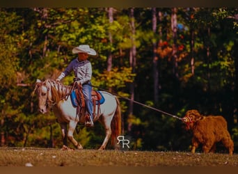 Weitere Ponys/Kleinpferde, Wallach, 4 Jahre, 102 cm, Falbe