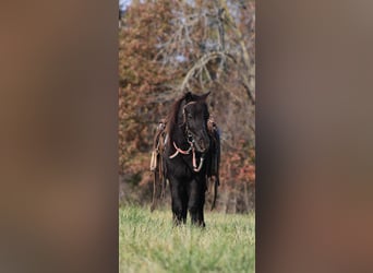 Weitere Ponys/Kleinpferde, Wallach, 4 Jahre, 102 cm, Rappe