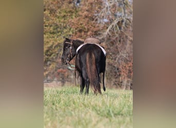 Weitere Ponys/Kleinpferde, Wallach, 4 Jahre, 102 cm, Rappe