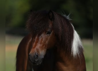 Weitere Ponys/Kleinpferde, Wallach, 4 Jahre, 102 cm, Schecke
