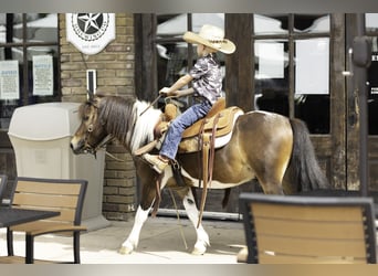 Weitere Ponys/Kleinpferde, Wallach, 4 Jahre, 102 cm, Schecke