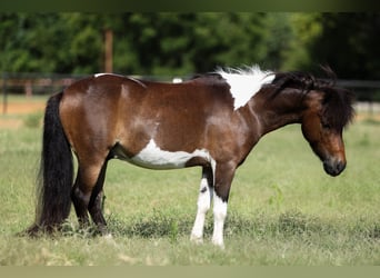 Weitere Ponys/Kleinpferde, Wallach, 4 Jahre, 102 cm, Schecke