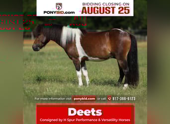 Weitere Ponys/Kleinpferde, Wallach, 4 Jahre, 102 cm, Schecke