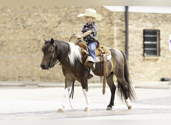 Weitere Ponys/Kleinpferde, Wallach, 4 Jahre, 102 cm, Schecke