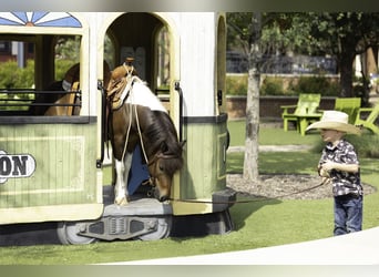 Weitere Ponys/Kleinpferde, Wallach, 4 Jahre, 102 cm, Schecke