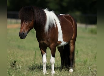 Weitere Ponys/Kleinpferde, Wallach, 4 Jahre, 102 cm, Schecke