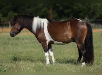 Weitere Ponys/Kleinpferde, Wallach, 4 Jahre, 102 cm, Schecke
