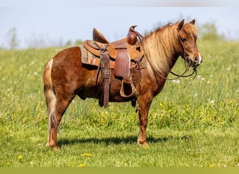 Weitere Ponys/Kleinpferde, Wallach, 4 Jahre, 104 cm, Rotfuchs