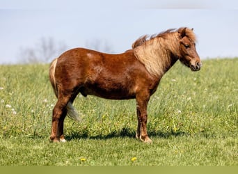 Weitere Ponys/Kleinpferde, Wallach, 4 Jahre, 104 cm, Rotfuchs