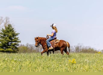 Weitere Ponys/Kleinpferde, Wallach, 4 Jahre, 104 cm, Rotfuchs