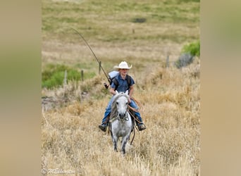 Weitere Ponys/Kleinpferde, Wallach, 4 Jahre, 104 cm, Schimmel