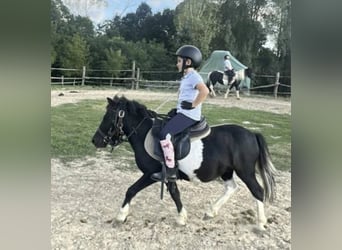 Weitere Ponys/Kleinpferde, Wallach, 4 Jahre, 106 cm, Schecke