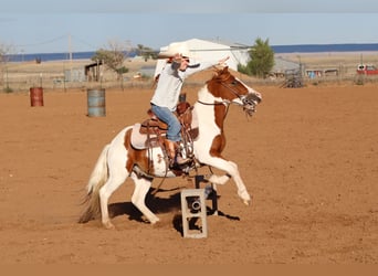 Weitere Ponys/Kleinpferde, Wallach, 4 Jahre, 107 cm, Schecke