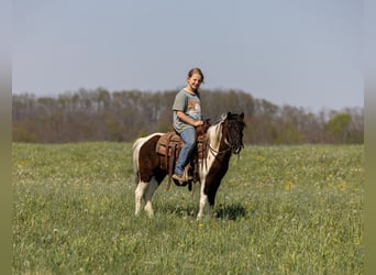 Weitere Ponys/Kleinpferde, Wallach, 4 Jahre, 107 cm, Schecke