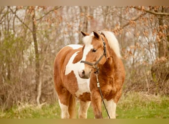 Weitere Ponys/Kleinpferde, Wallach, 4 Jahre, 112 cm