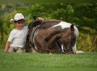Weitere Ponys/Kleinpferde, Wallach, 4 Jahre, 112 cm, Schecke