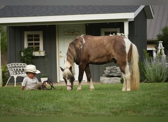 Weitere Ponys/Kleinpferde, Wallach, 4 Jahre, 112 cm, Schecke