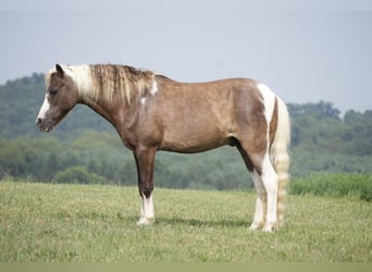 Weitere Ponys/Kleinpferde, Wallach, 4 Jahre, 112 cm, Schecke
