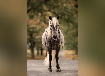 Weitere Ponys/Kleinpferde, Wallach, 4 Jahre, 112 cm, Schimmel