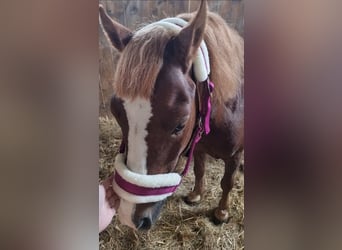 Weitere Ponys/Kleinpferde, Wallach, 4 Jahre, 116 cm, Fuchs