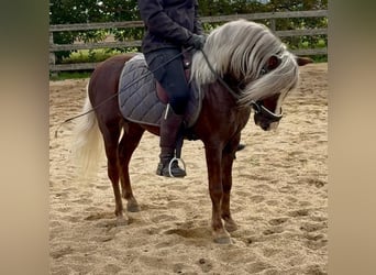 Weitere Ponys/Kleinpferde, Wallach, 4 Jahre, 117 cm, Dunkelfuchs Weitere Ponys/Kleinpferde, Wallach, 4 Jahre, 117 cm, Dunkelfuchs